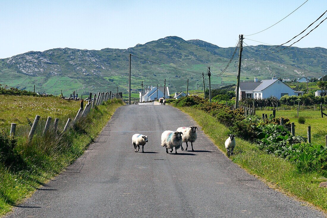 Irland, County Mayo, Achill Island, Schafe auf der Straße