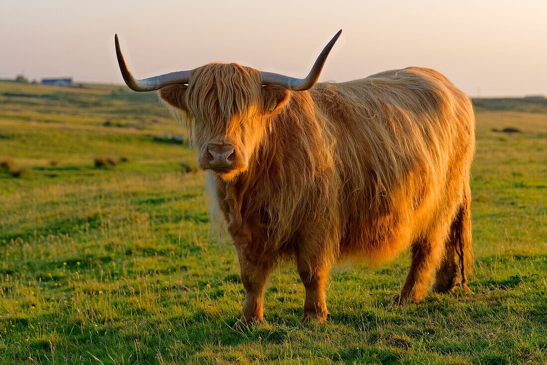 Ireland, County Donegal, Fanad Head Lighthouse, highland cattle