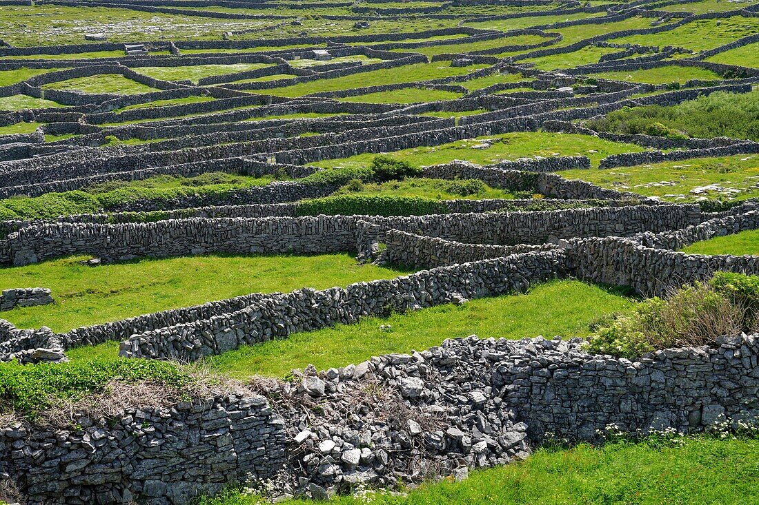 Ireland, County Galway, Aran Islands, Inishmaan Island, stone walls