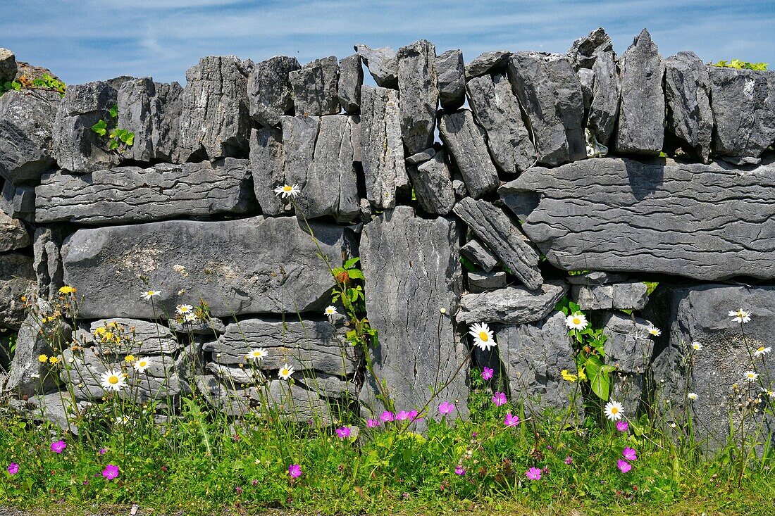 Ireland, County Galway, Aran Islands, Inishmaan Island, stone walls with wildflowers