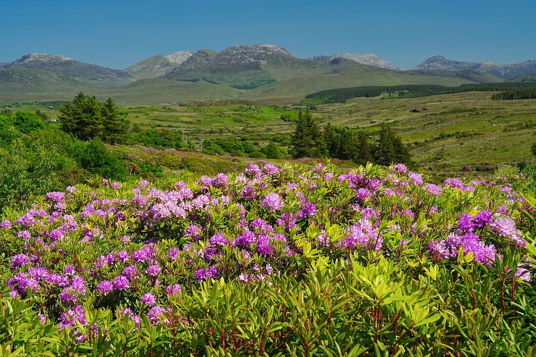 Ireland, County Galway, Connemara West, Rhododendron