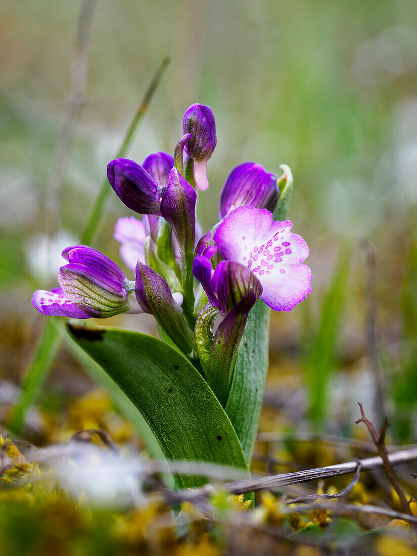 Small orchid, Anacamptis morio, Orchis morio