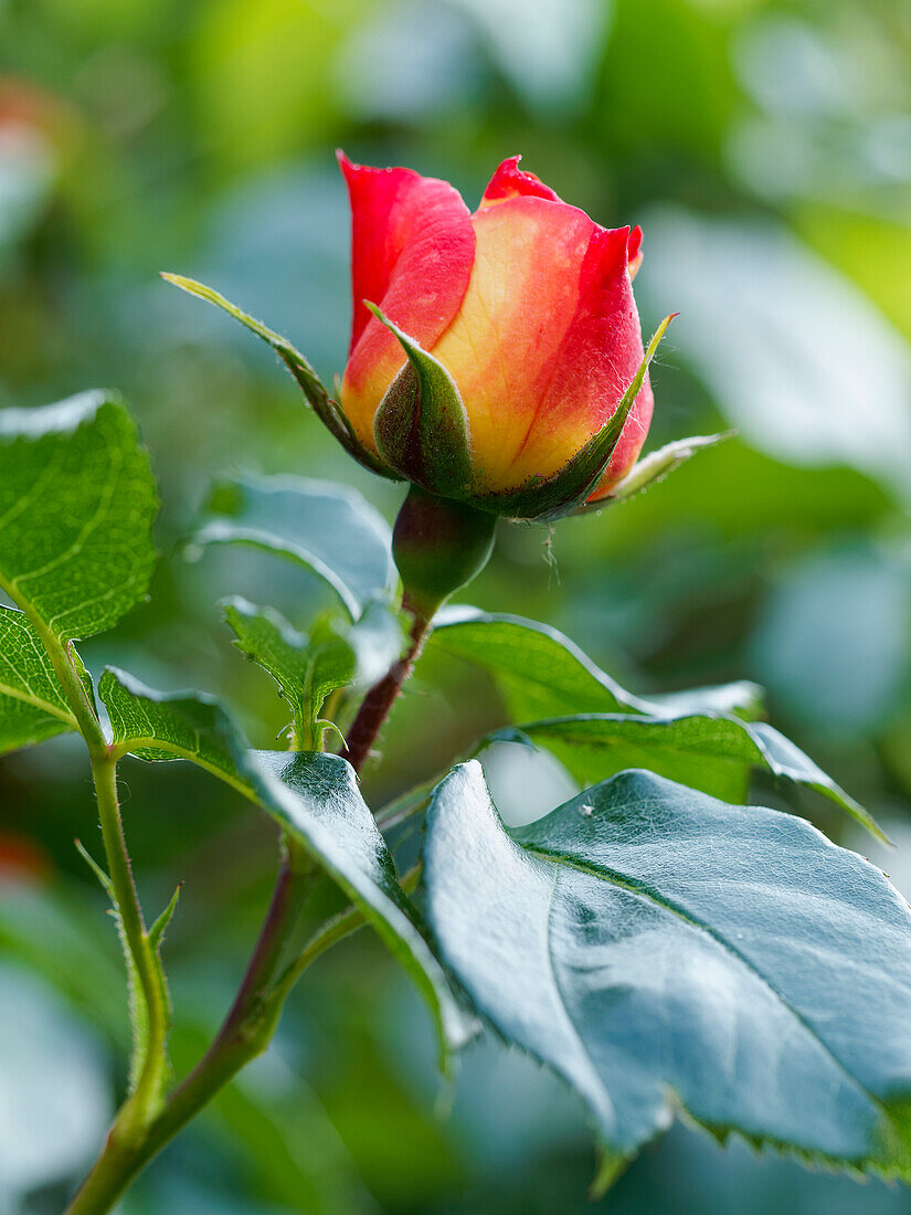 Rosenblüten im Morgenlicht