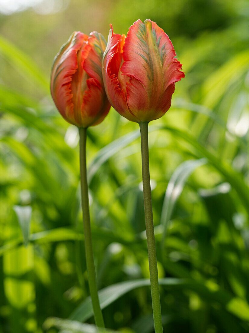 Tulpe, Garten-Tulpe, Tulipa gesneriana