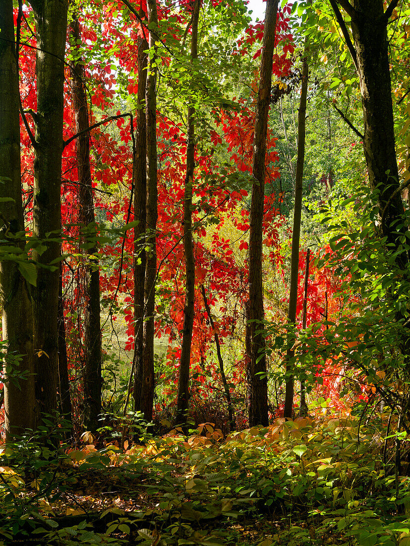 Herbstwald und Tännigsee im Tännig, einem Waldgebiet zwischen Grafenrheinfeld und Schwebheim, Landkreis Schweinfurt, Unterfranken, Franken, Bayern, Deutschland