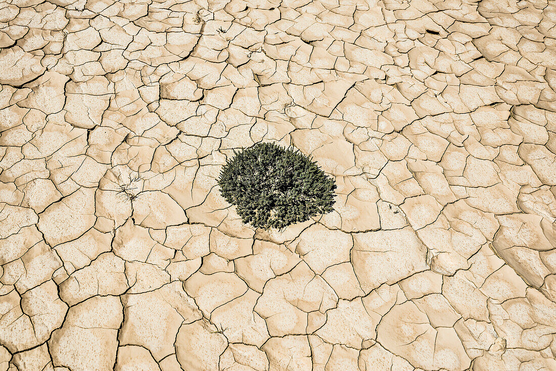 Semi-desert, Bardenas Reales Natural Park, Biosphere Reserve, Navarra, Spain