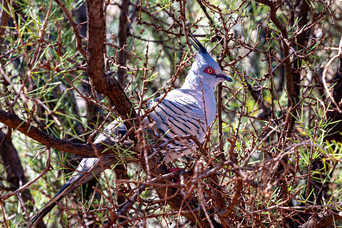 The crested pigeon (Ocyphaps lophotes) is a bird found widely throughout mainland Australia