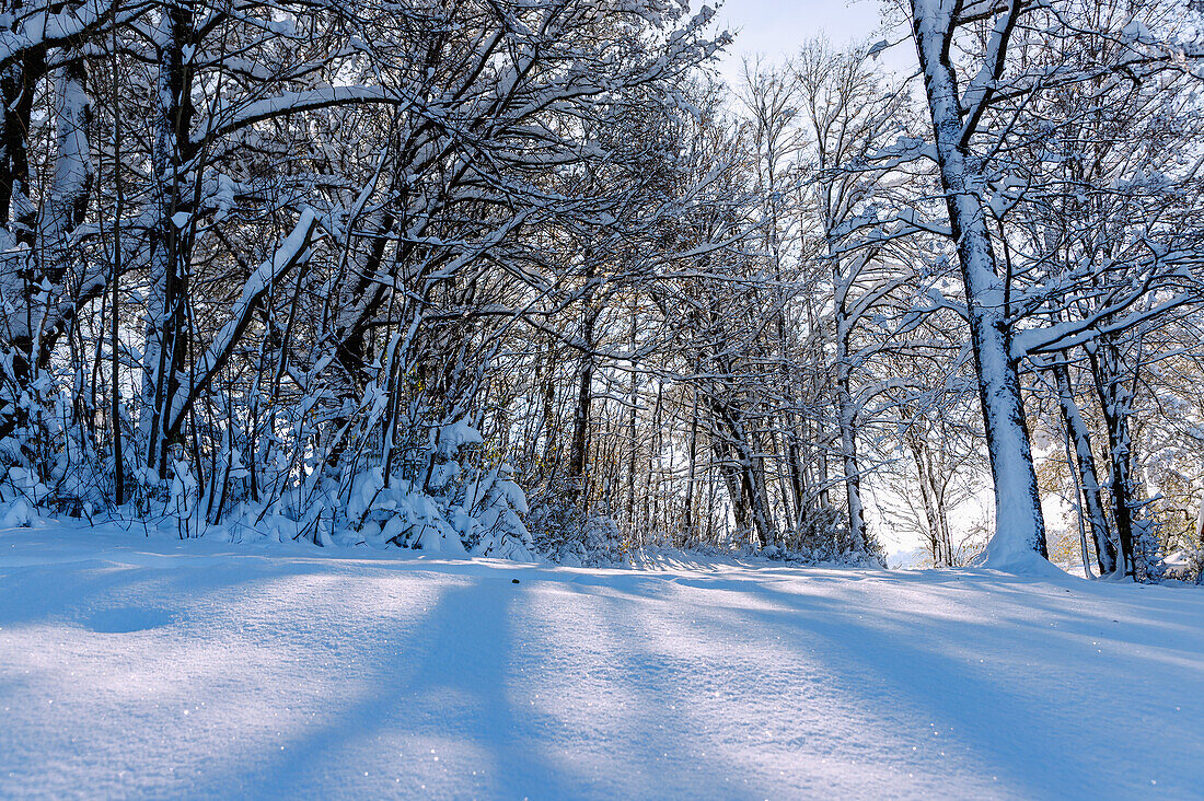 Schneelandschaft mit Spuren im Schnee und tief verschneiten Bäumen und Ästen im Sempttal im Erdinger Land in Oberbayern in Deutschland