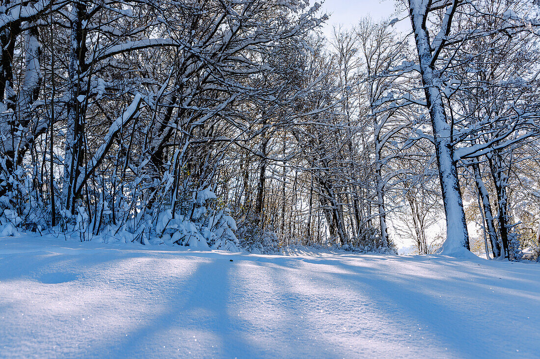 Snow landscape with tracks in the snow and trees and branches covered in deep snow in the Sempttal in Erdinger Land in Upper Bavaria in Germany