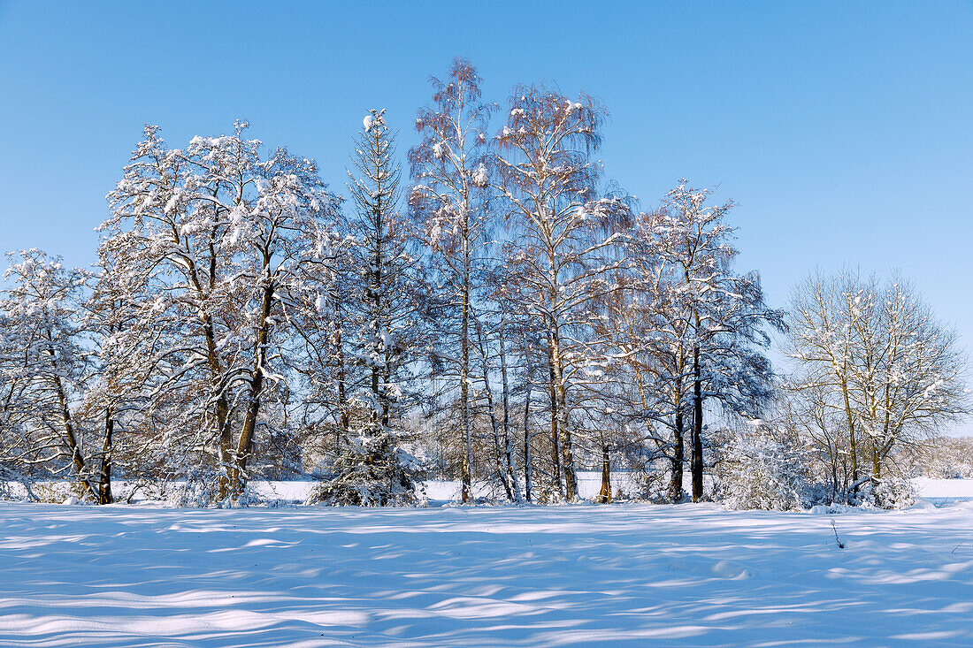 Schneelandschaft und tief verschneite Bäume im Sempttal im Erdinger Land in Oberbayern in Deutschland