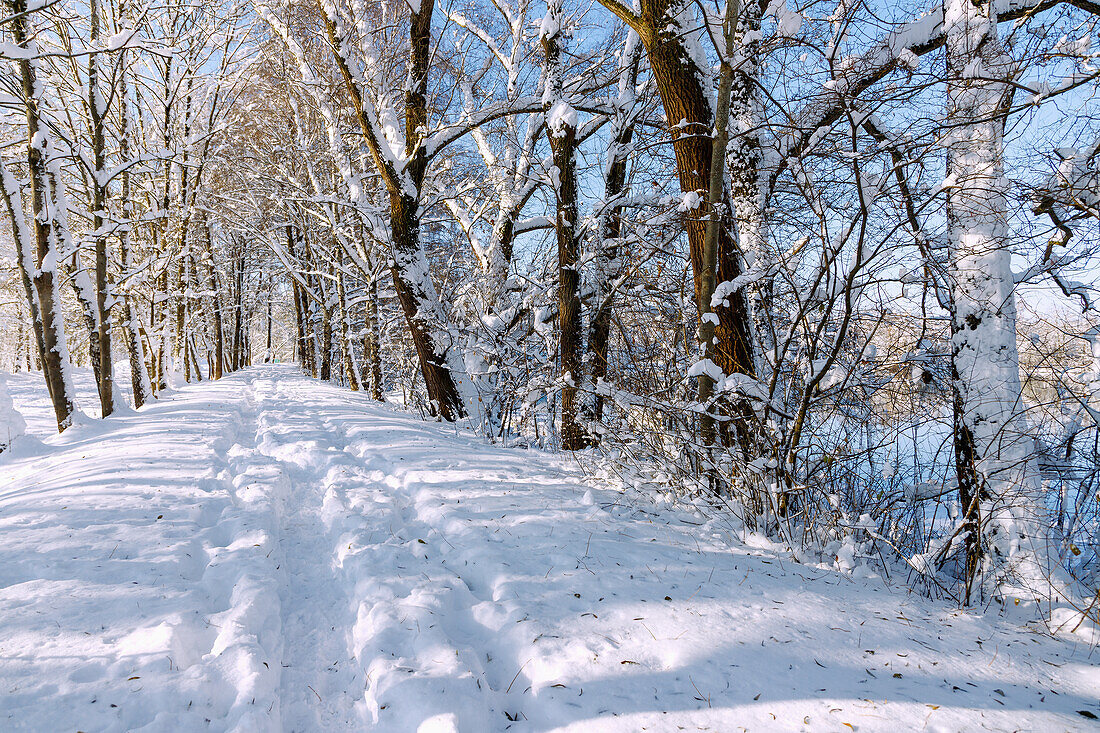 Schneelandschaft mit Trampelpfad und Allee mit tief verschneiten Bäumen und Ästen am Wiflinger Weiher im Sempttal im Erdinger Land in Oberbayern in Deutschland