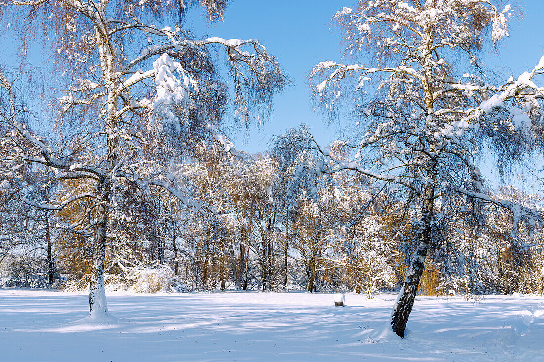 Schneelandschaft mit tief verschneiter Wiese und Bäumen im Sempttal im Erdinger Land in Oberbayern in Deutschland