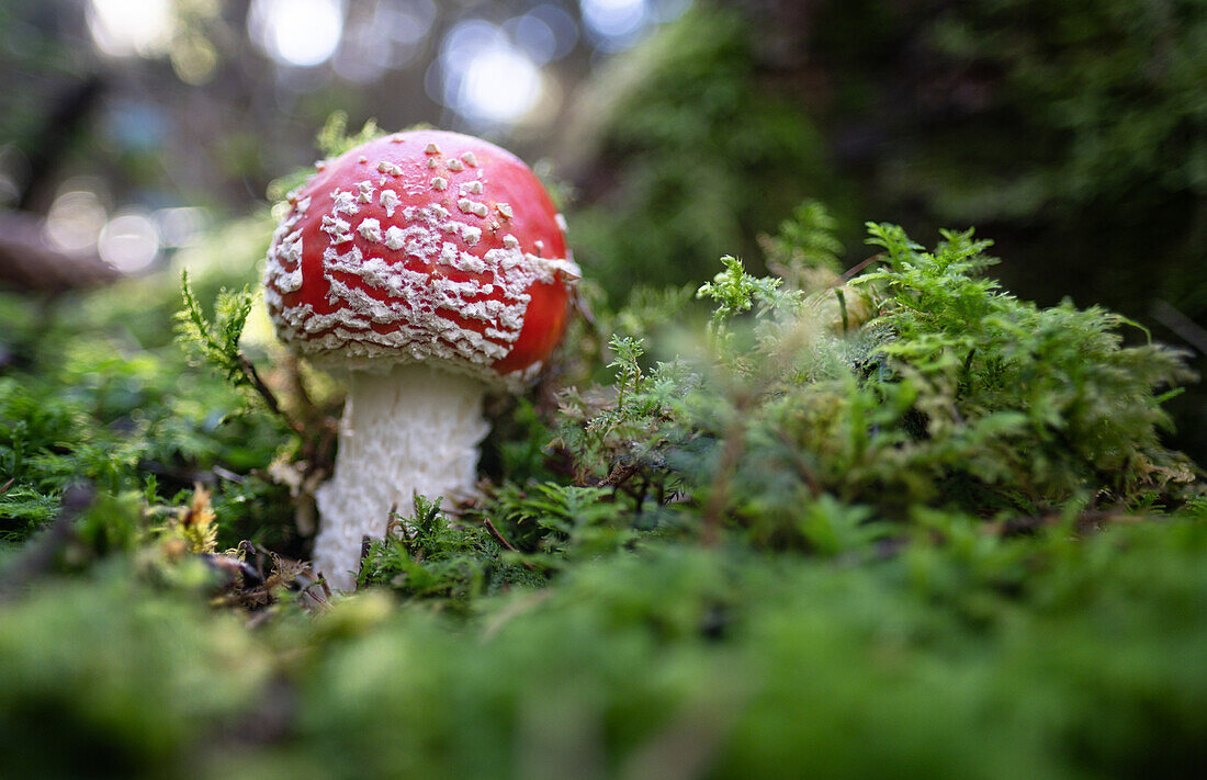 Fly agaric in autumn leaves, Amanita muscaria, blurred background, Bavaria, Germany, Europe