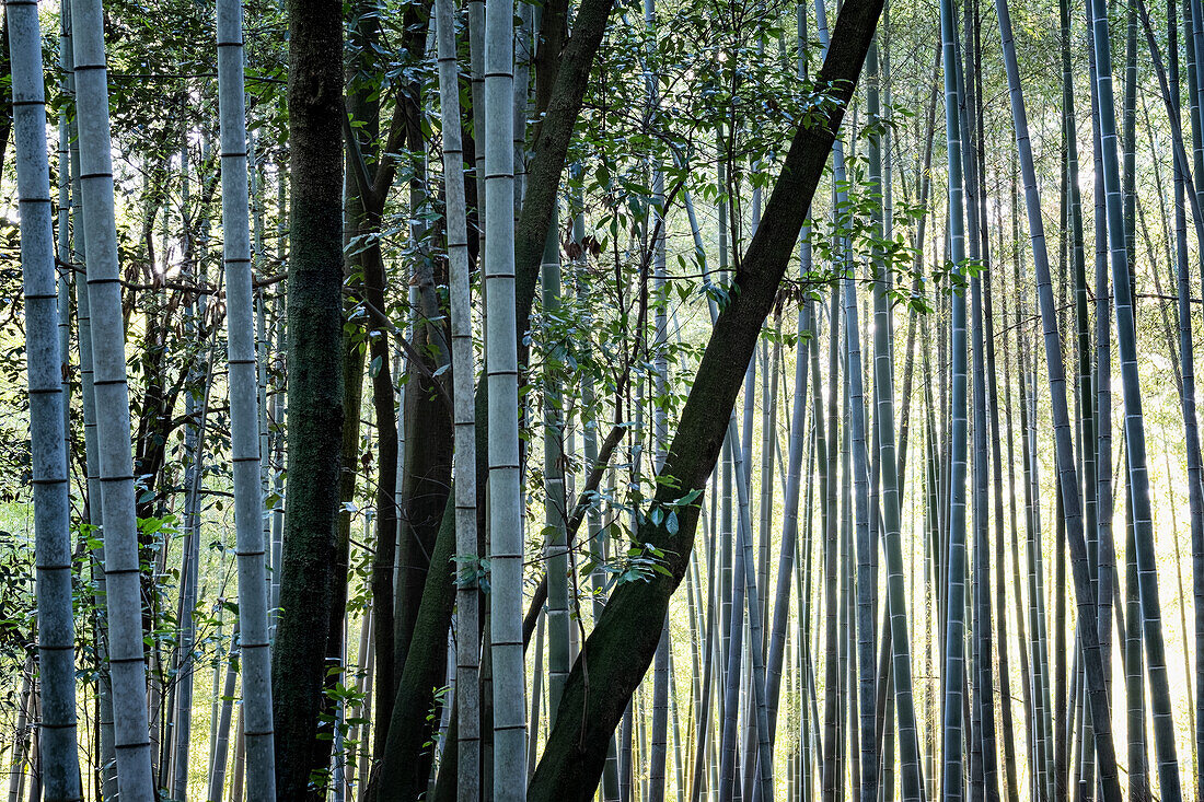 Tree trunks in the bamboo forest, Arashiyama Bamboo Grove, Kyoto, Japan, Asia