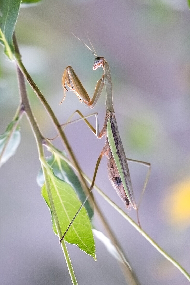 Gottesanbeterin (Mantis religiosa) auf einem Ast, Japan, Asien