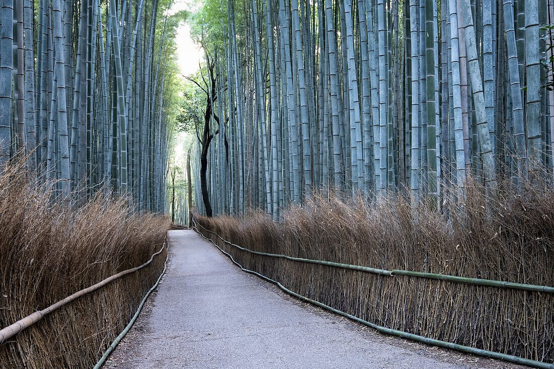 Arashiyama Bambushain, Kyoto, Japan, Asien