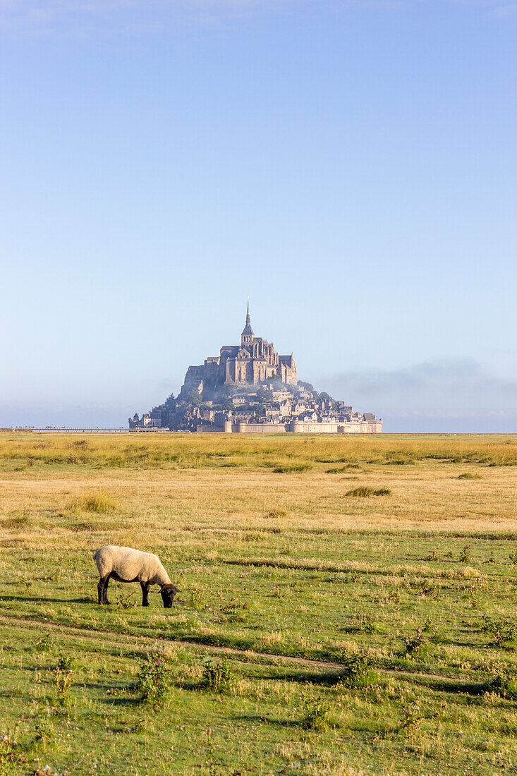 Schaf auf Weide vor Mont Saint-Michel, Département Manche, Normandie, Frankreich