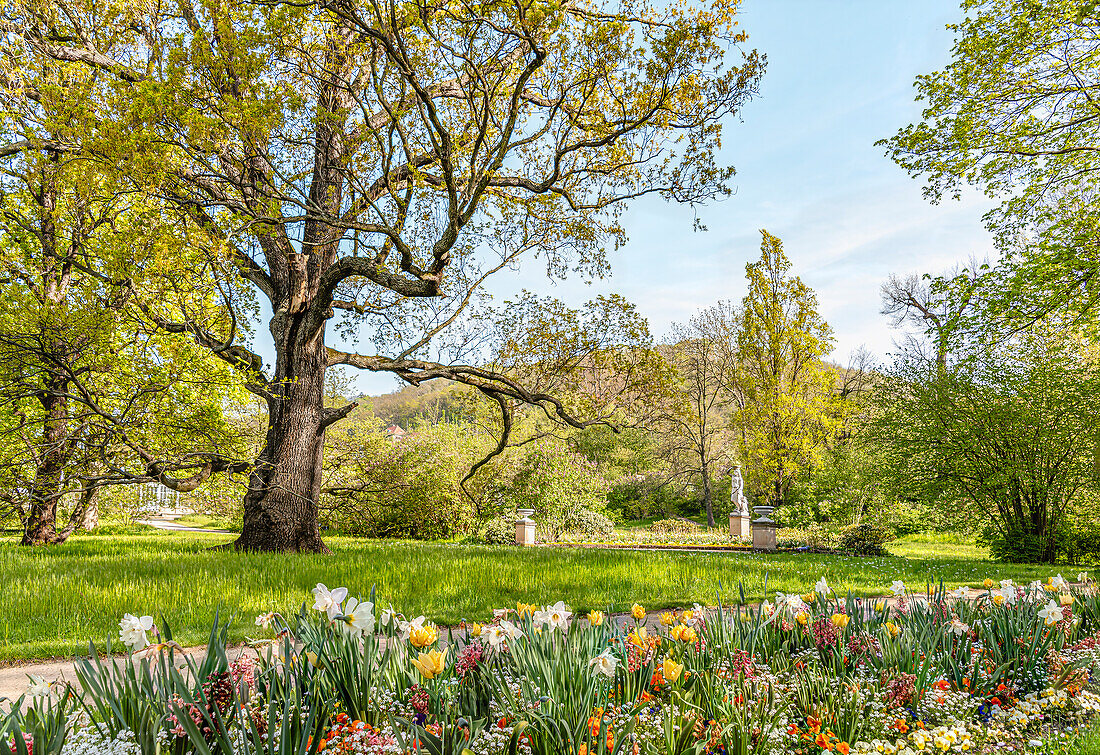 Pillnitz Castle Park in spring, Dresden, Saxony, Germany