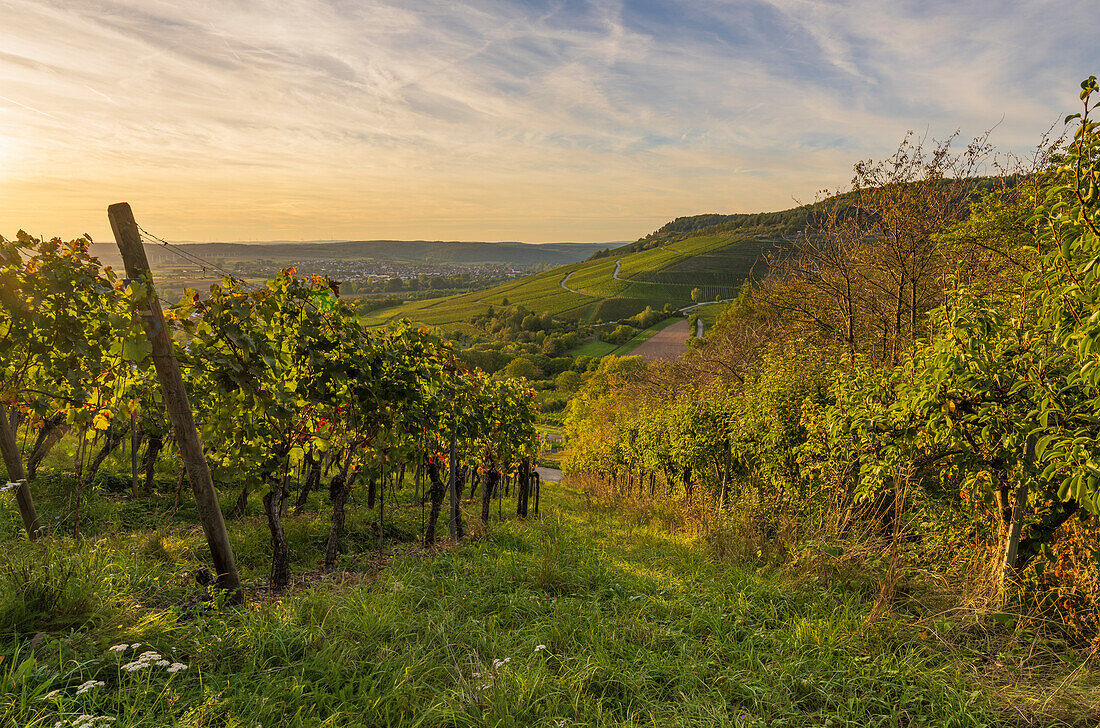 Vineyards near Thüngersheim am Main in the evening light, Main-Spessart district, Lower Franconia, Bavaria, Germany