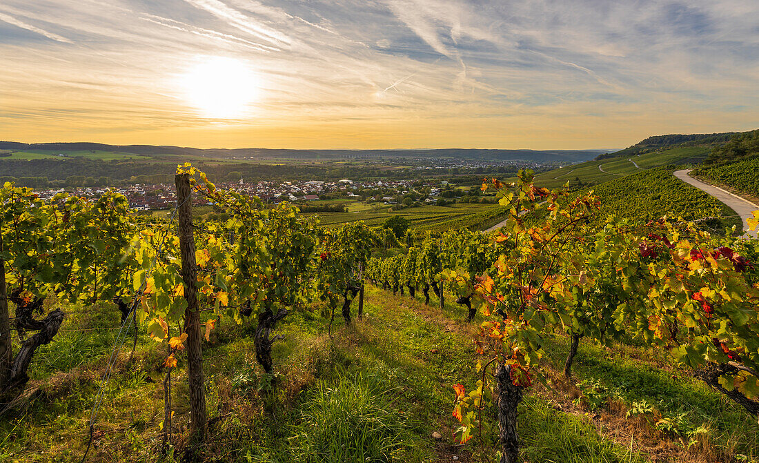 Weinberge bei Thüngersheim am Main im Abendlicht, Landkreis Main-Spessart, Unterfranken, Bayern, Deutschland