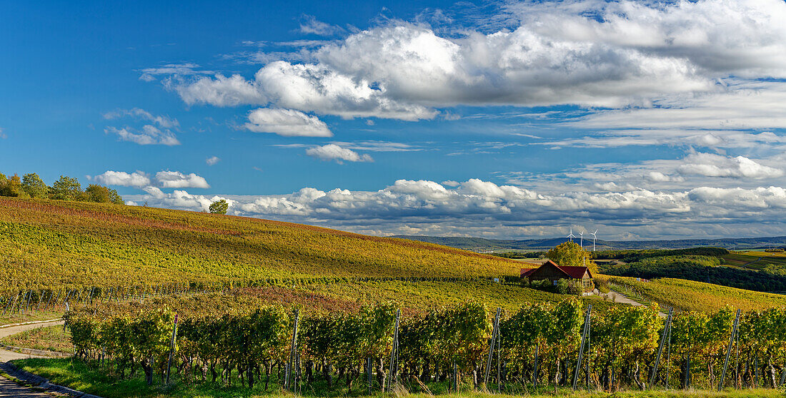 Landschaft und Weinberge bei Wipfeld, Landkreis Schweinfurt, Unterfranken, Franken, Bayern, Deutschland