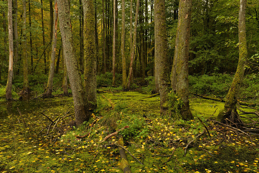 Naturwaldreservat Waldhaus mit Feuchtbereich im Handthalgrund, bei Ebrach, Naturpark Steigerwald, Landkreis Bamberg, Oberfranken, Franken, Bayern, Deutschland