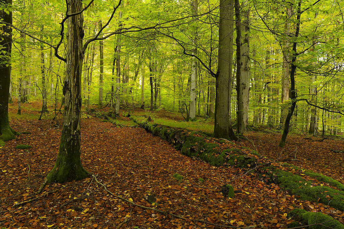 Waldhaus nature reserve with wet area in the Handthalgrund near Ebrach in the Steigerwald Nature Park, Markt Ebrach, Bamberg district, Upper Franconia, Franconia, Bavaria, Germany