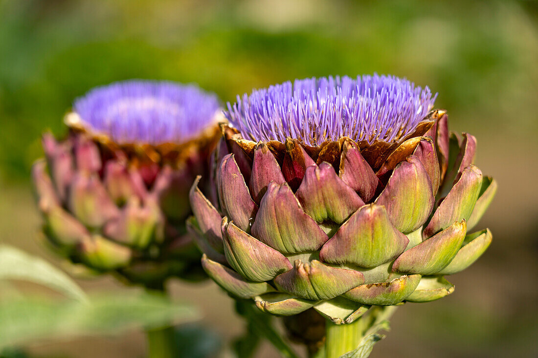 Blüte der Artischocke (Cynara cardunculus), Veitshöchheim,  Unterfranken, Franken, Bayern, Deutschland