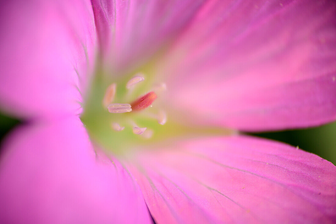 Rosa Blütenkelch, Wilde Malve, Malva sylvestris, Kitzbüheler Alpen, Tirol, Österreich