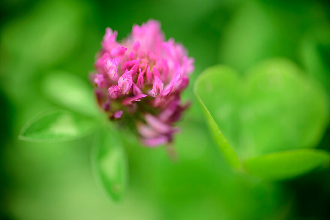 Blüte eines roten Klee, Wiesenklee, Trifolium pratense, Kitzbüheler Alpen, Tirol, Österreich