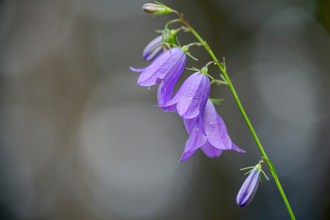 Rispe einer blauen Glockenblume, Ausläufertreibende Glockenblume, Campanula rapunculoides, Kitzbüheler Alpen, Tirol, Österreich
