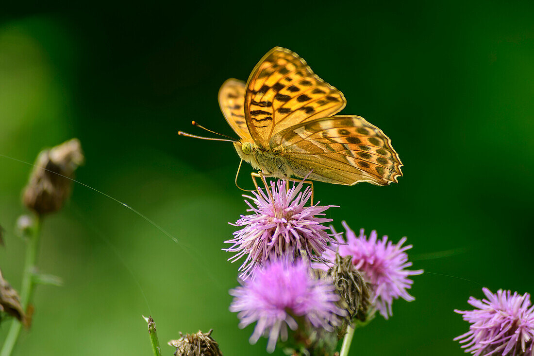 Butterfly Kaisermantel sits on thistle, Argynnis paphia, Tiefental, Blaubeuren, Swabian Alb, Baden-Württemberg, Germany