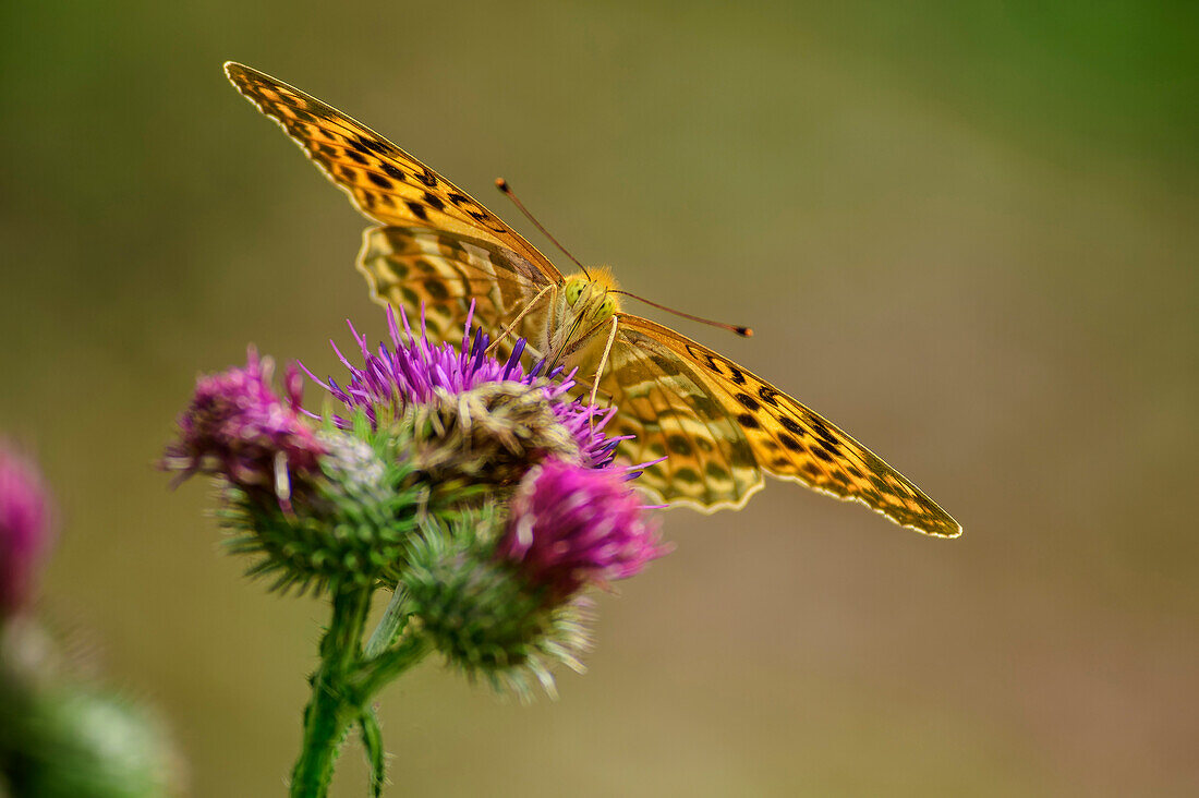 Butterfly Kaisermantel sits on thistle, Argynnis paphia, Tiefental, Blaubeuren, Swabian Alb, Baden-Württemberg, Germany