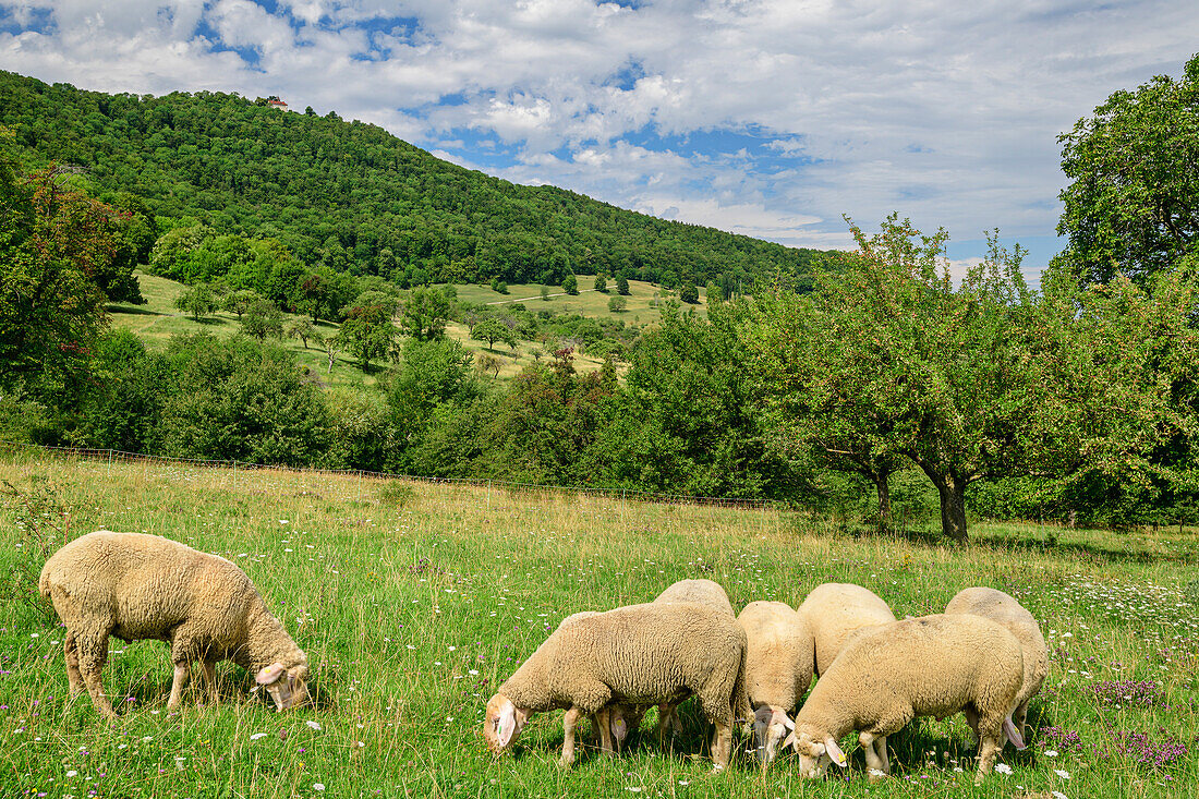 Schafe grasen unter der Burg Teck, Burg Teck, Teck, Schwäbische Alb, Baden-Württemberg, Deutschland
