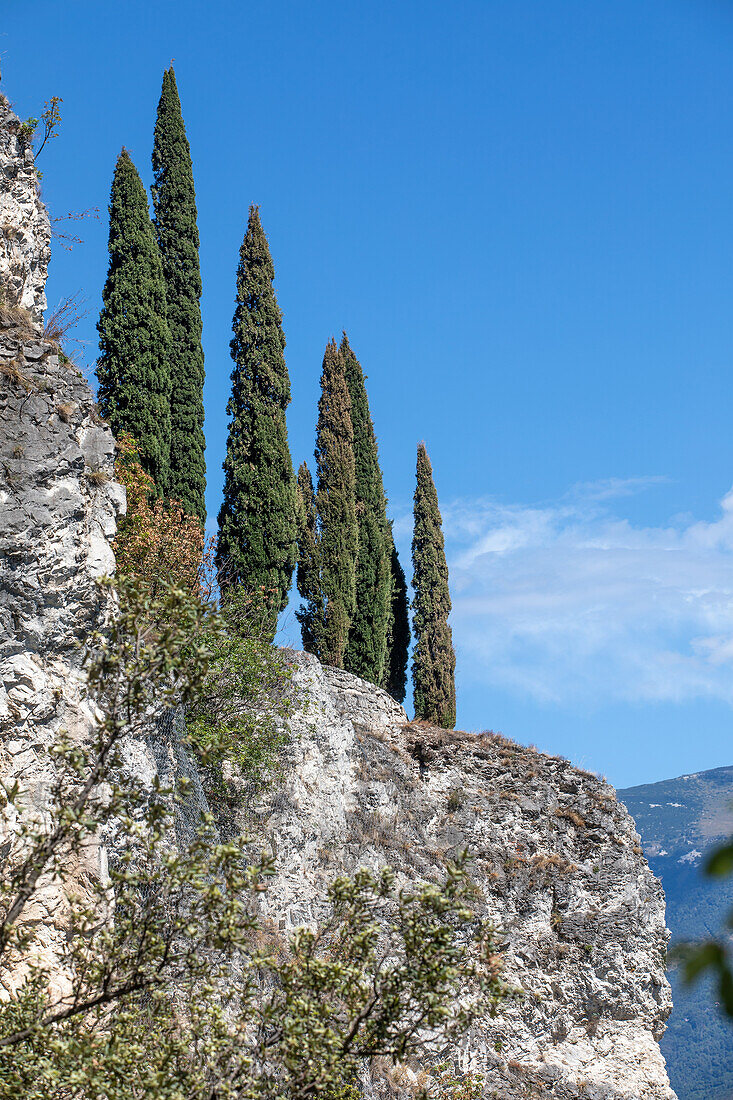 Zypressen am Gardasee, Riva del Garda, Italien