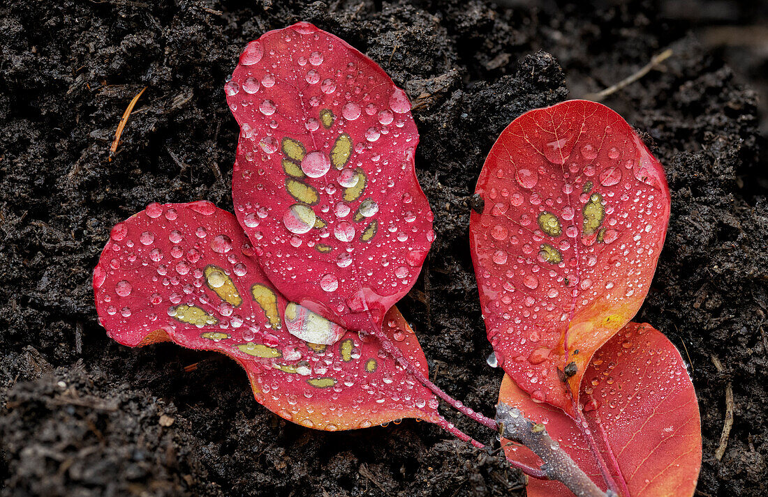  Leaves with raindrops, Zug, Switzerland 