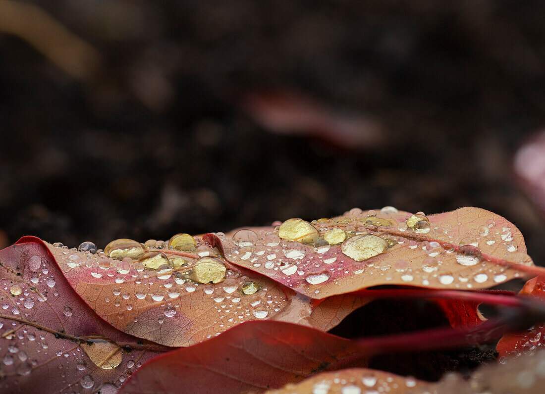 Blätter mit Regentropfen, Schweiz