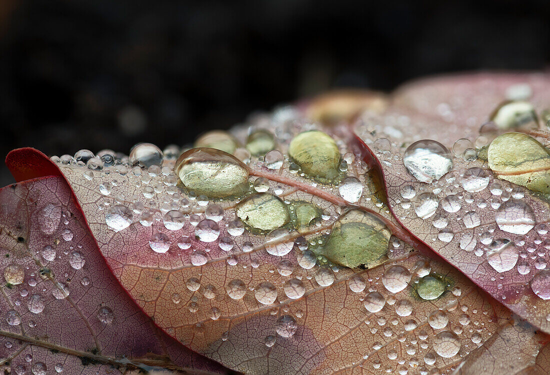  Leaves with raindrops, Zug, Switzerland 