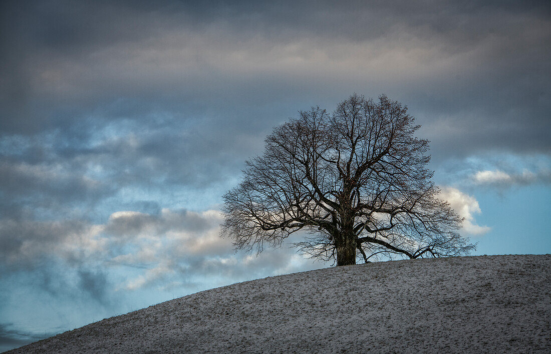 Alte Linde im Winter auf einem Hügel, Neuheim, Kanton Zug, Schweiz