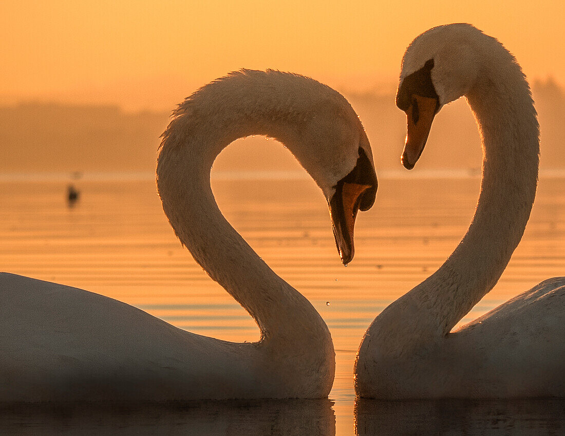 Schwäne auf dem Zugersee, Zug, Schweiz