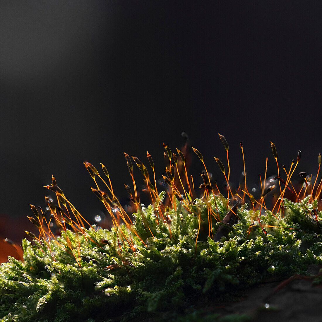  Close-up moss, Baar, Switzerland 