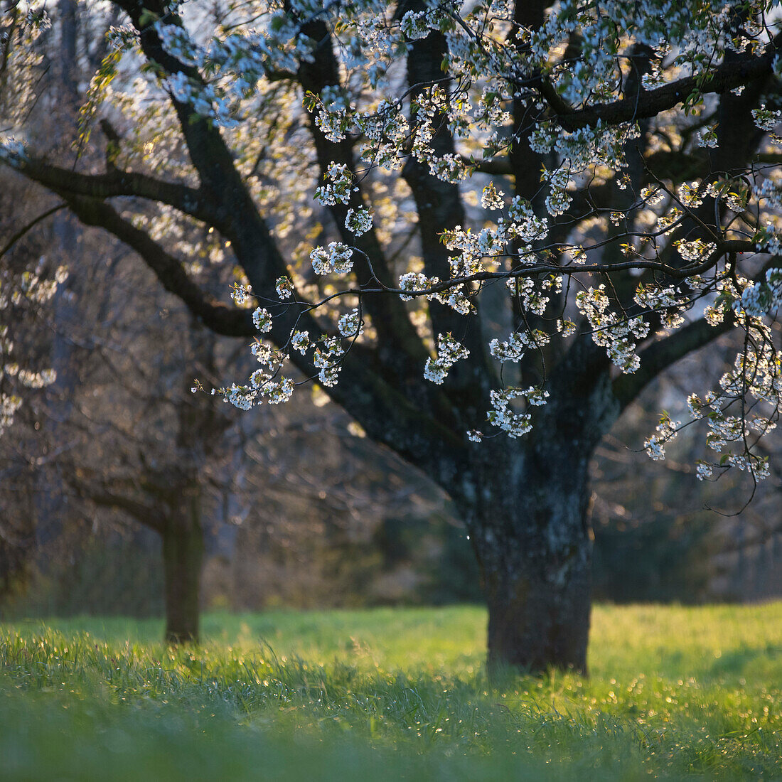 Kirschbäume zur Blütezeit, Kanton Zug, Schweiz