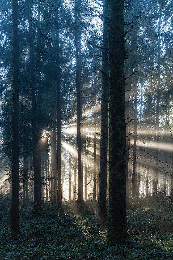 Sonnenstrahlen im Wald, Morgenstimmung mit Gegenlicht im Herbst, Baar, Schweiz