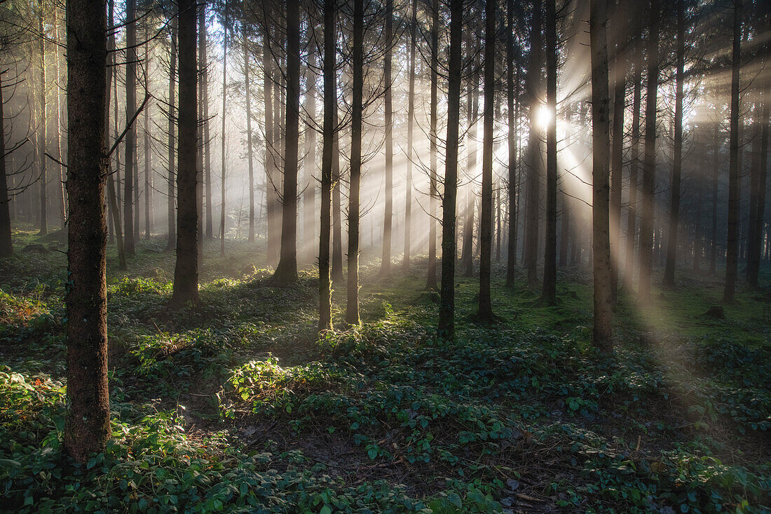 Sonnenstrahlen im Wald, Morgenstimmung mit Gegenlicht im Herbst, Baar, Schweiz