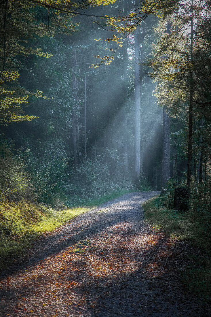 Weg durch einen Wald bei Sonnenschein im Herbst, Morgenstimmung, Baar, Schweiz