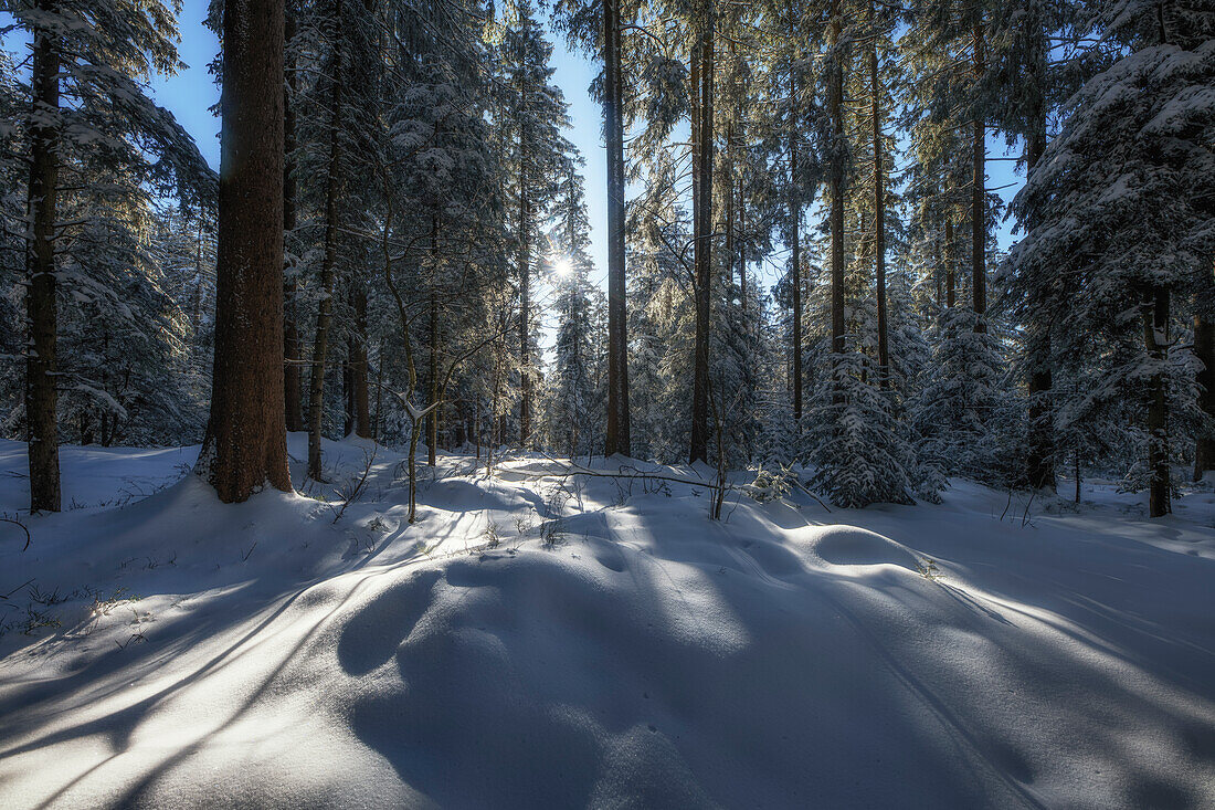 Wald im Winter bei Sonnenschein mit Schnee, Winterlandschaft Gottschalkenberg, Kanton Zug, Schweiz