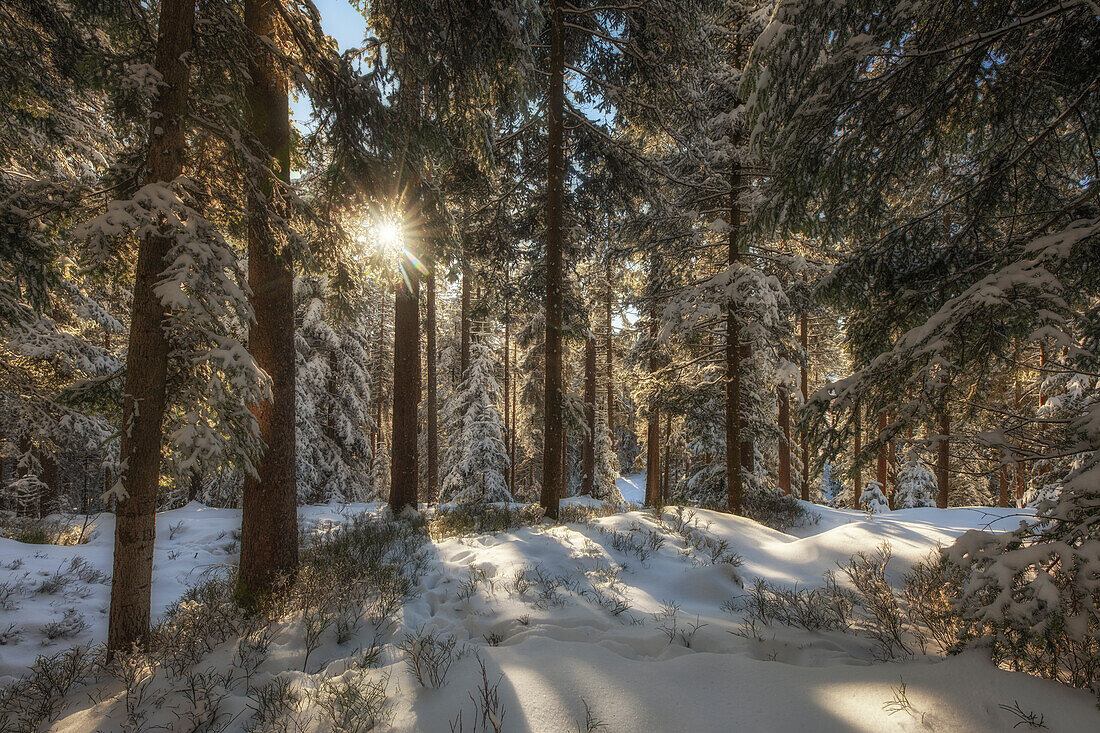 Verschneiter Wald im Winter, Winterlandschaft Gottschalkenberg, Kanton Zug, Schweiz