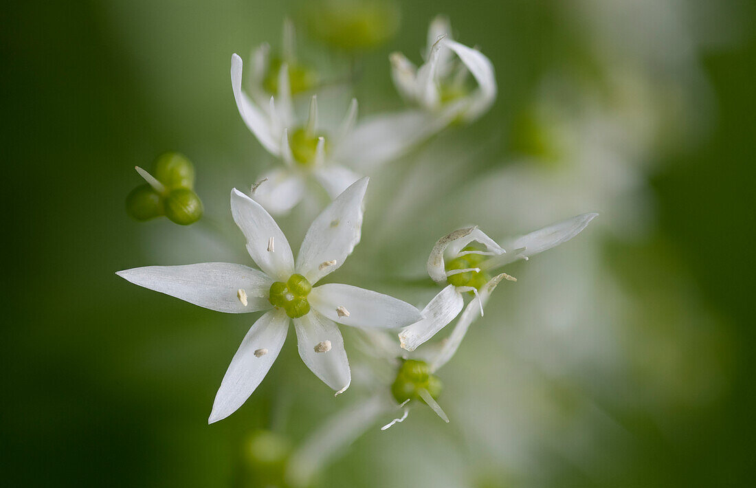  Wild garlic flower Allium ursinum, Zug, Switzerland 