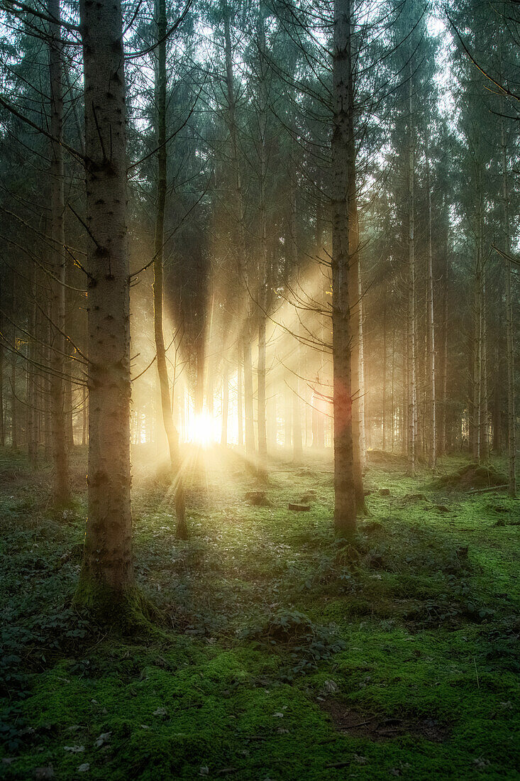 Morgenstimmung mit Sonnenstrahlen im Wald, Baar, Schweiz