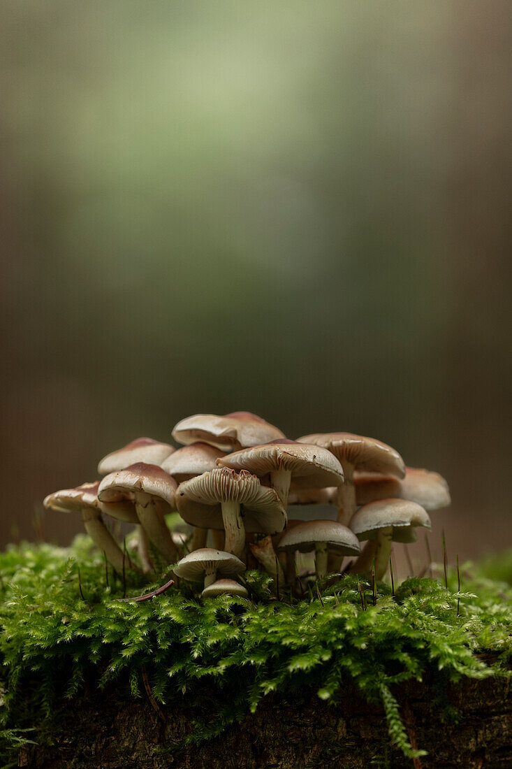  Mushrooms in soft light, Baar, Switzerland 